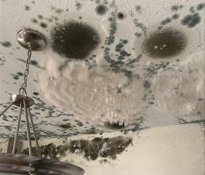 Mold hanging from ceiling